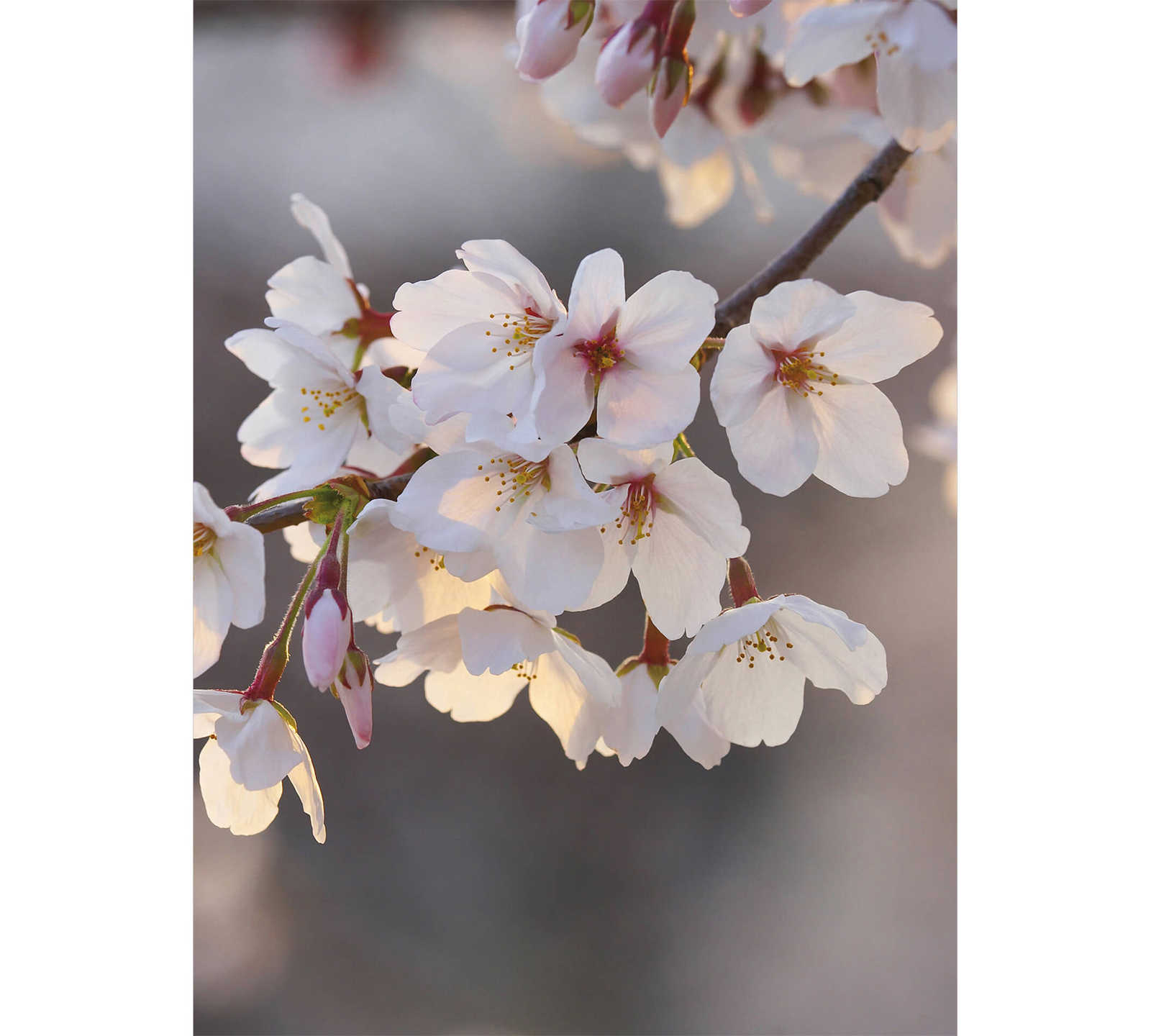         Narrow photo wallpaper cherry blossom - pink, white
    