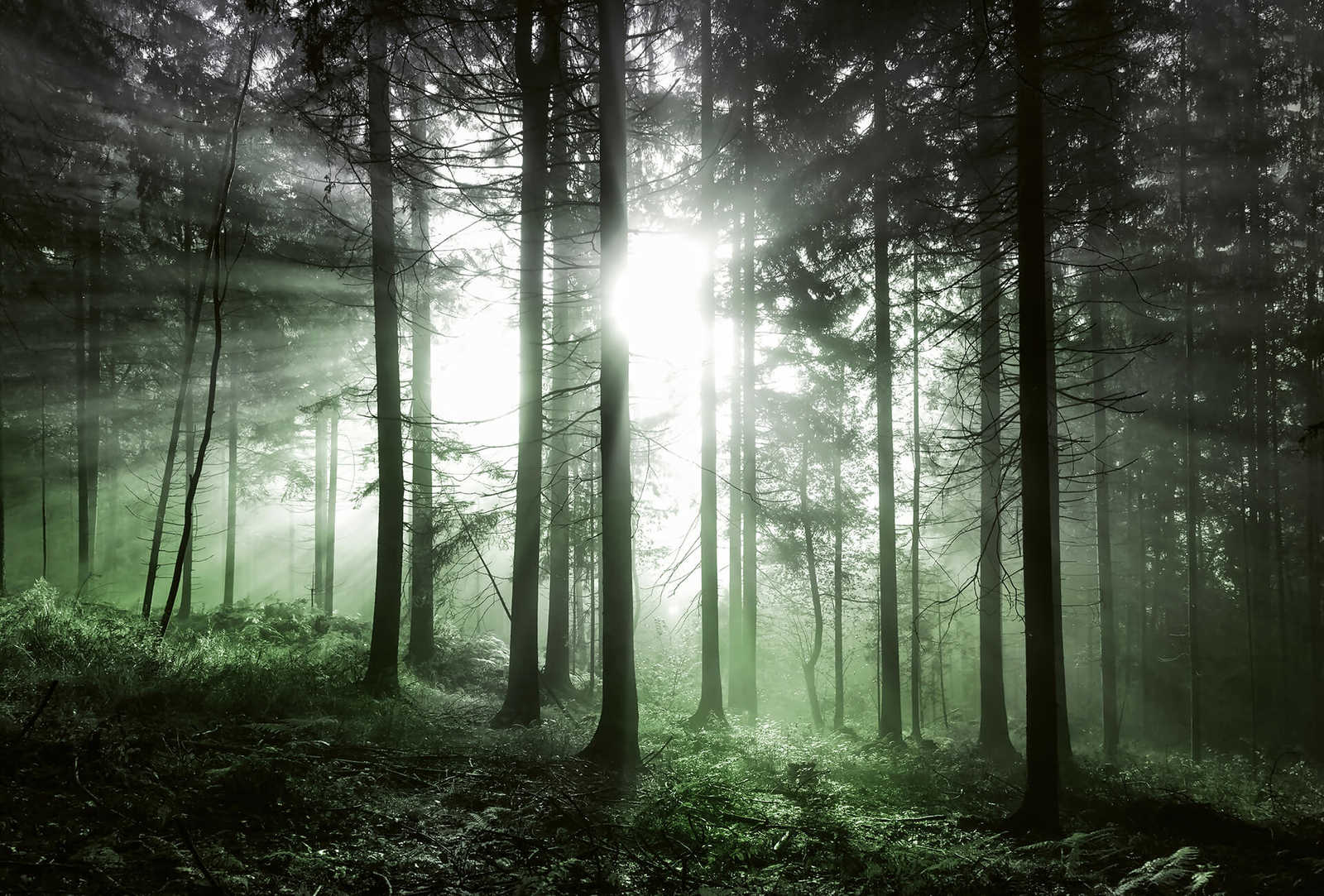         Photo wallpaper forest with light incidence - green, black, white
    