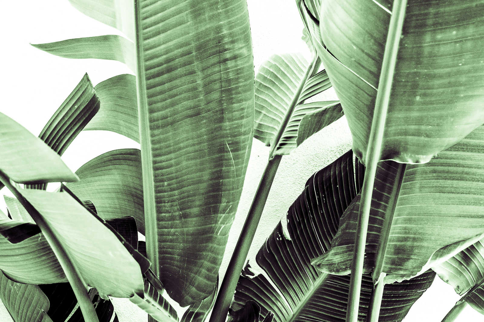             Quadro su tela Dettaglio di foglie di palma - 0,90 m x 0,60 m
        
