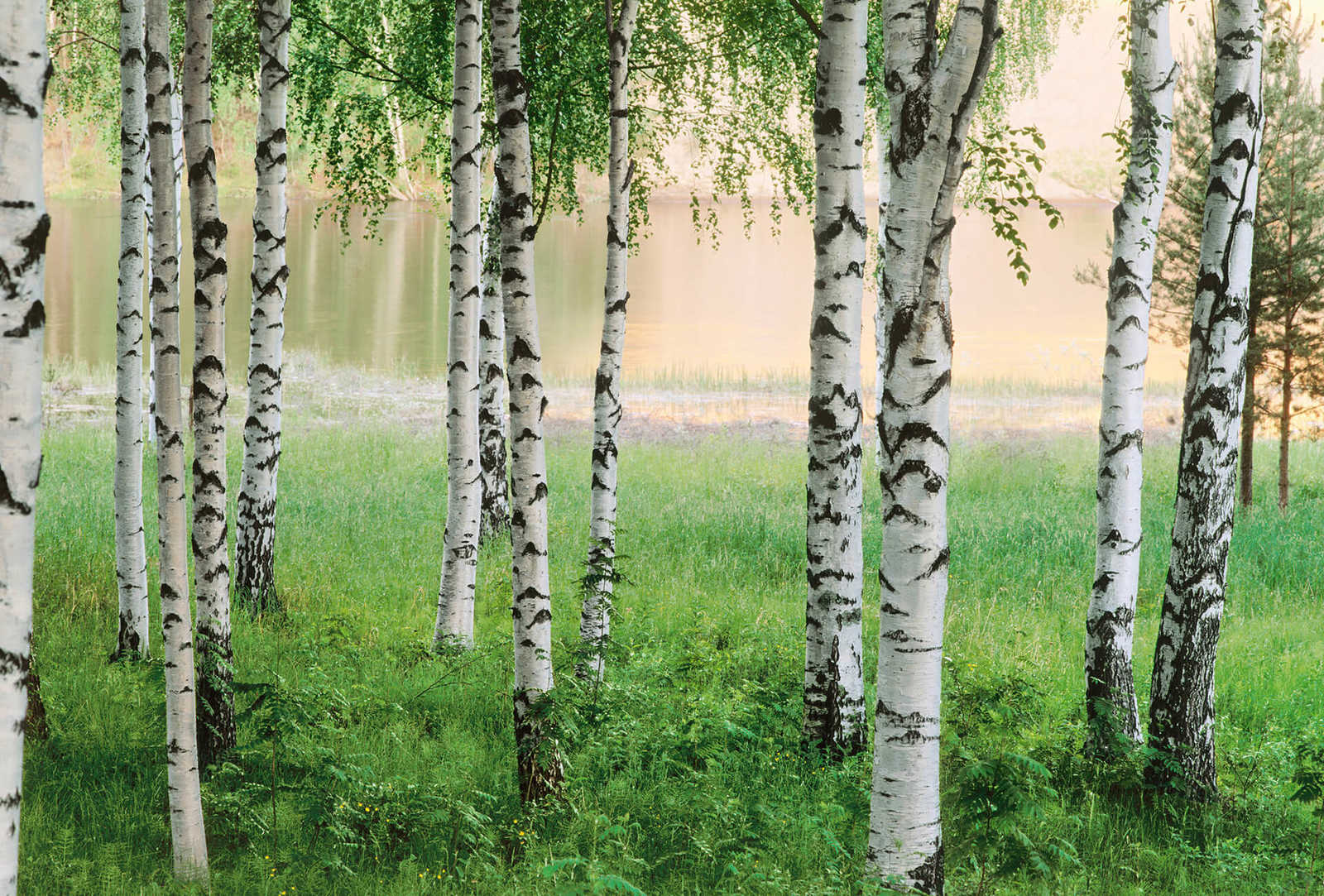         Nature mural birch forest on the lake - green
    