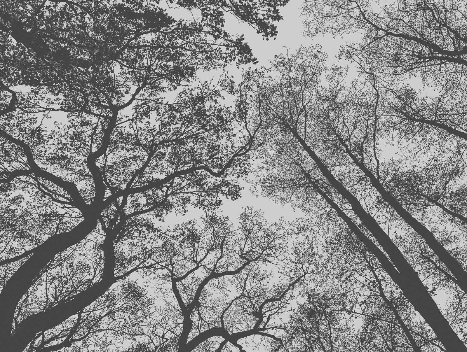             Carte da parati novità - Carta da parati motivo cime degli alberi nero e grigio
        