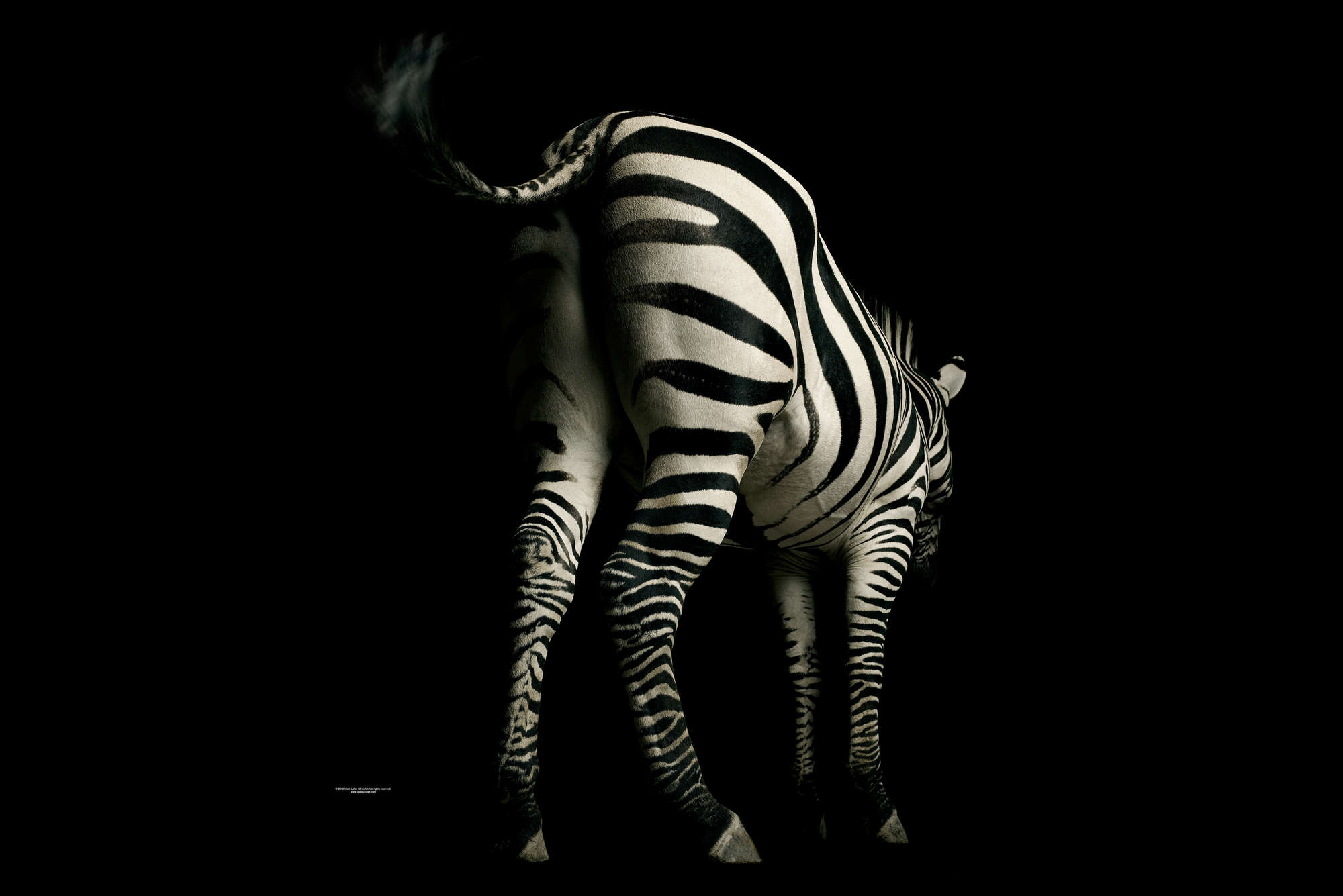             Zebra rug - Dierenportret Behang
        