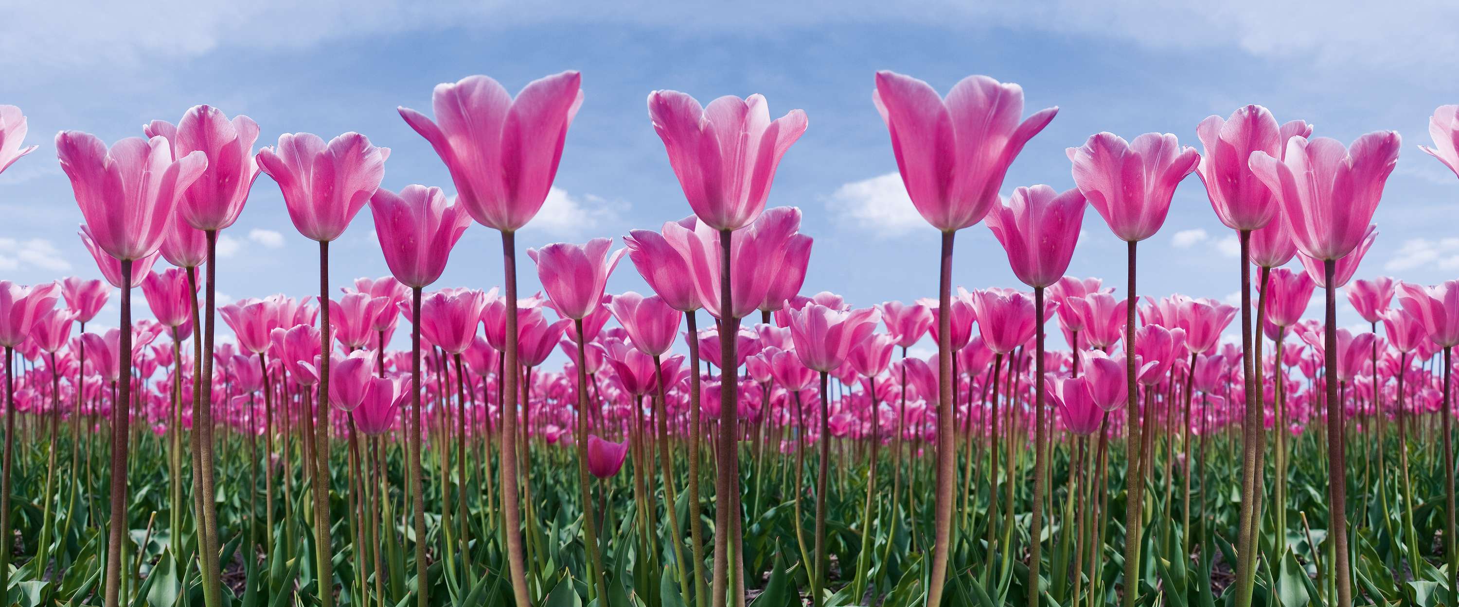             Tulip field - photo wallpaper flowers with pink tulips
        
