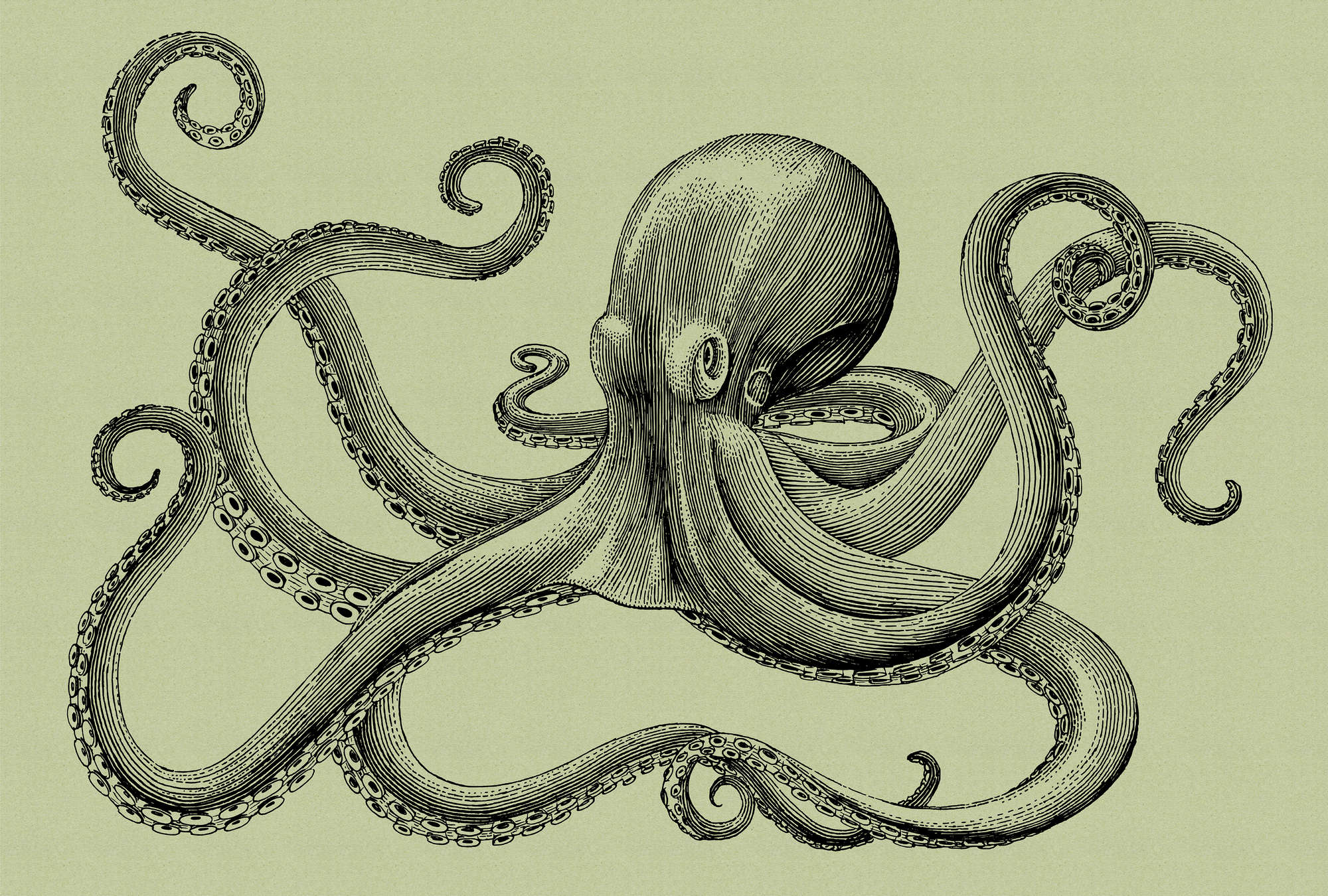             Jules 3 - Carta da parati Octopus - Stile schizzo e look vintage - Texture cartone - Verde, nero | Pile liscio opaco
        