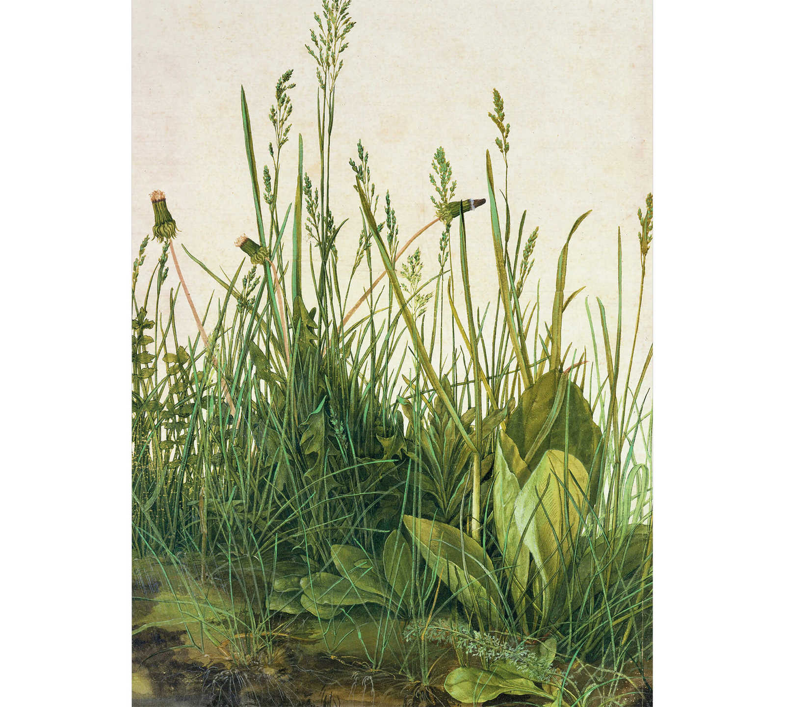         Photo wallpaper narrow blades of grass & dandelion
    