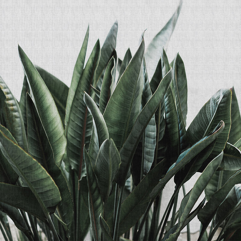 Urban jungle 2 palm leaves photo wallpaper, natural linen structure exotic plants - Grey, Green | Pearl smooth non-woven
