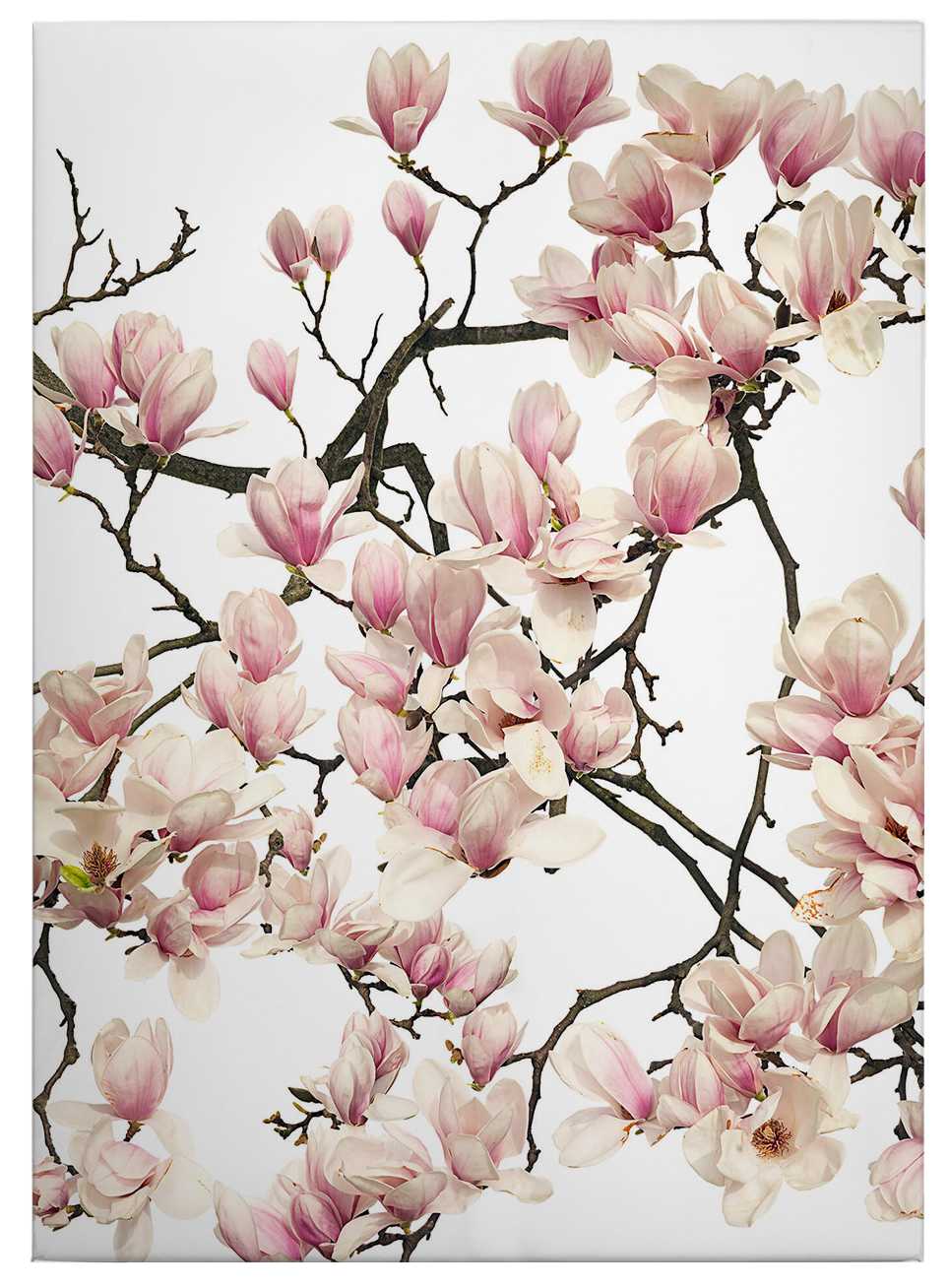             Quadro su tela di Kadam Albero di ciliegio in fiore in primavera - 0,50 m x 0,70 m
        