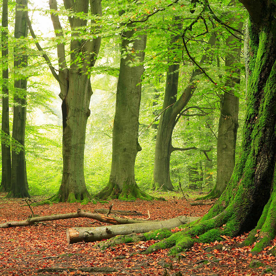 Carta da parati natura motivo foresta su vello liscio madreperlato
