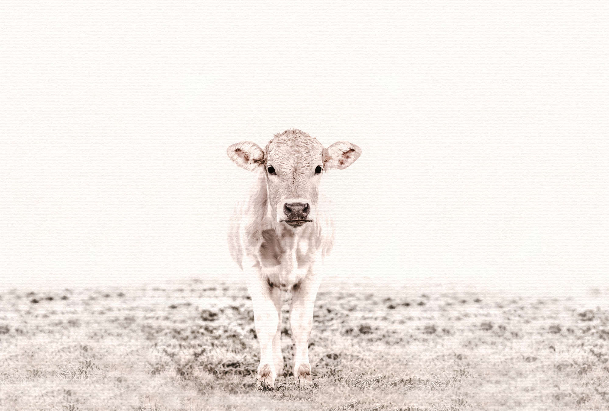             Photo wallpaper cow & meadow in black and white design
        
