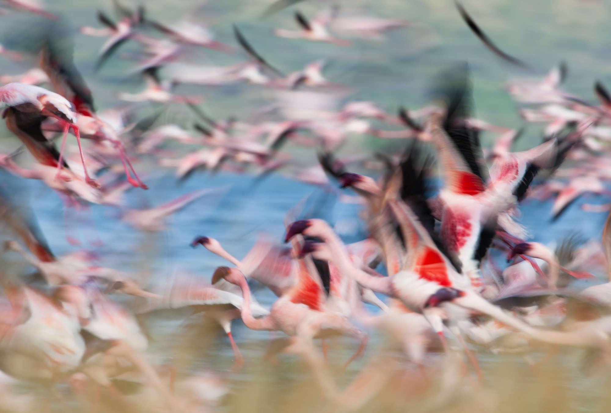             Photo wallpaper flamingos at flight takeoff
        