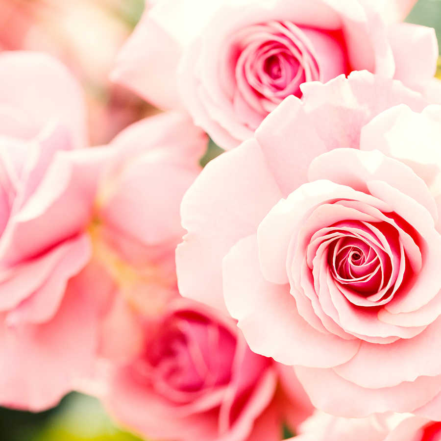 Papier peint végétal roses sur nacre intissé lisse
