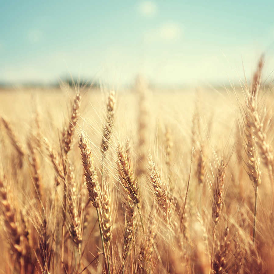 Plants mural wheat field on matt smooth fleece
