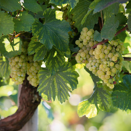         Vine - photo wallpaper vineyard with bright vines
    