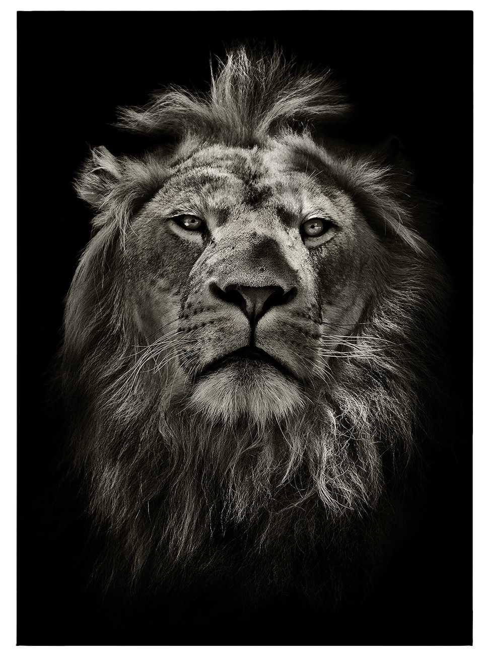             Canvas print Lion portrait – black and white
        