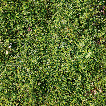 Photo wallpaper lawn detail meadow with clover
