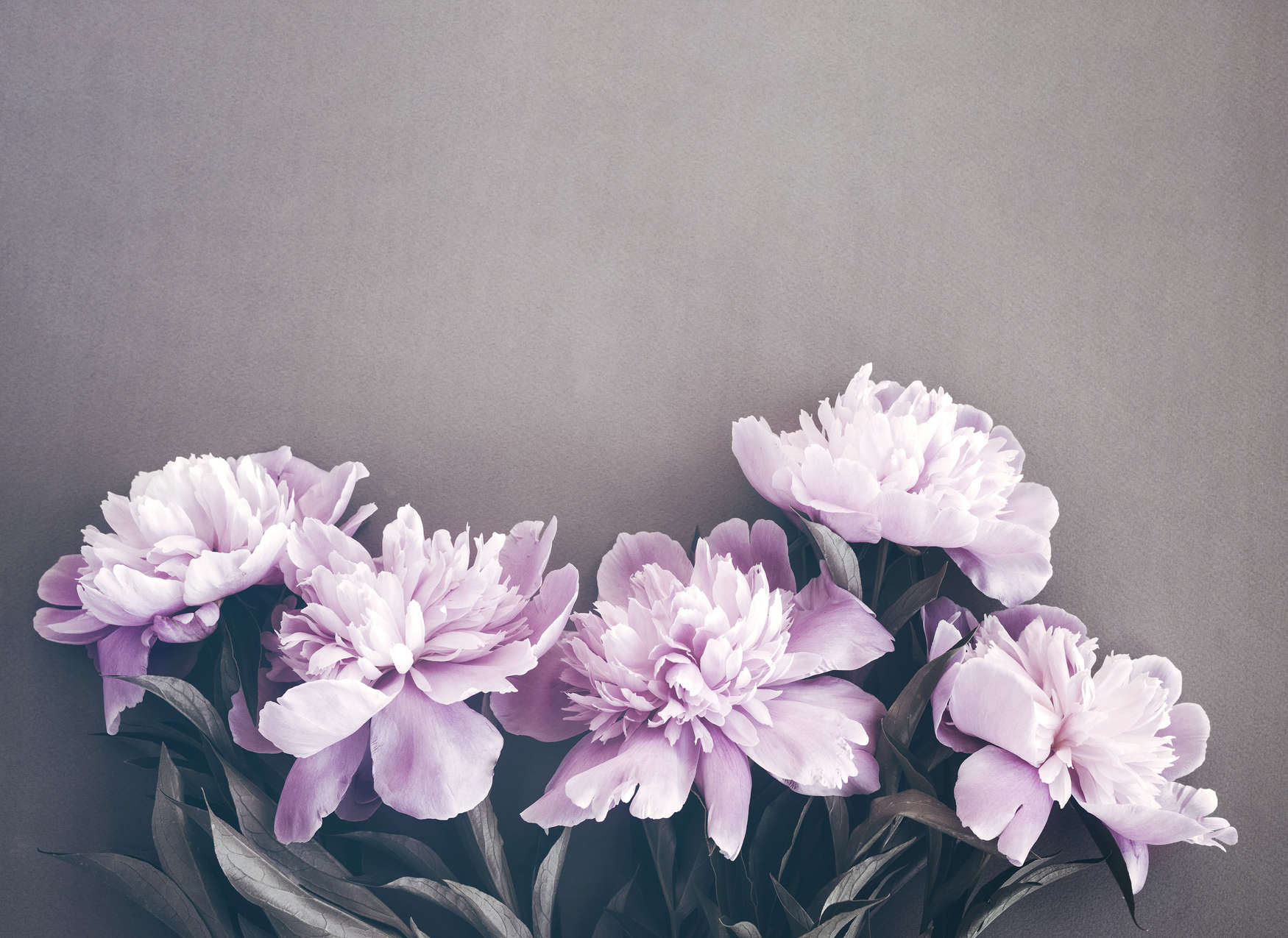             Papier peint pivoines motif floral - rose, gris
        