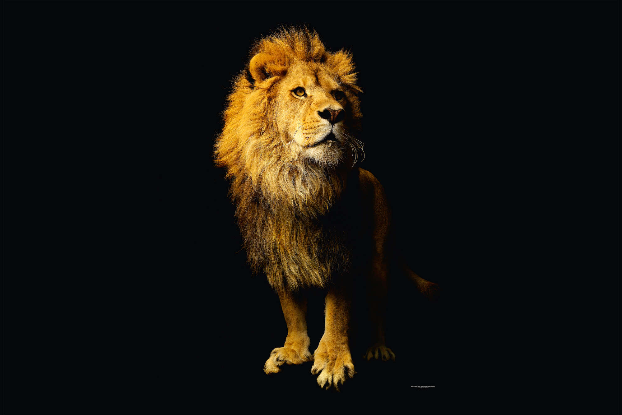             Lion - papier peint avec portrait d'animal
        
