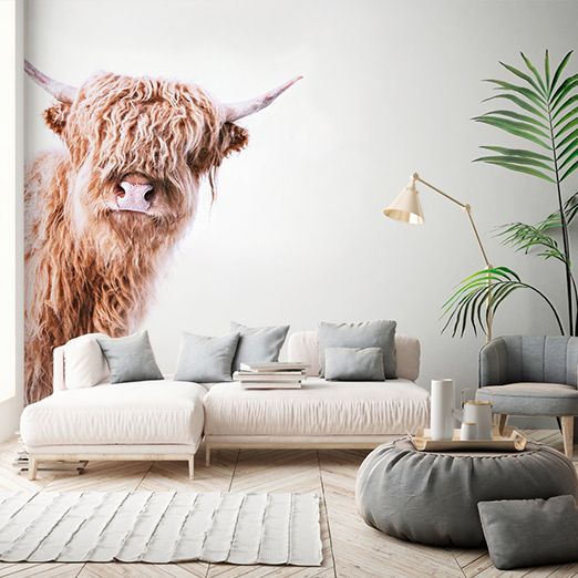 Living room highlight wall with highland cattle photo wallpaper DD119825