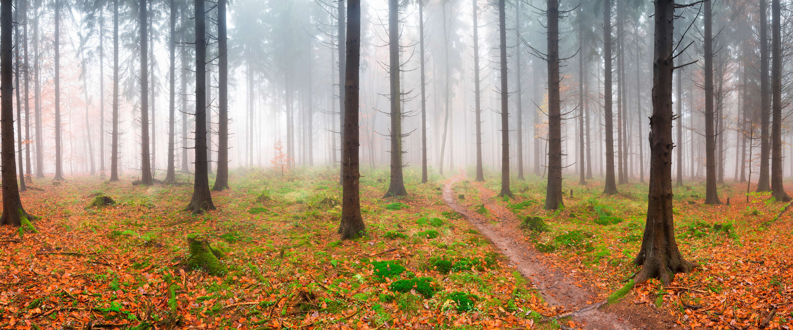             Papier peint panoramique forêt Épicéas dans le brouillard & sentier de randonnée
        