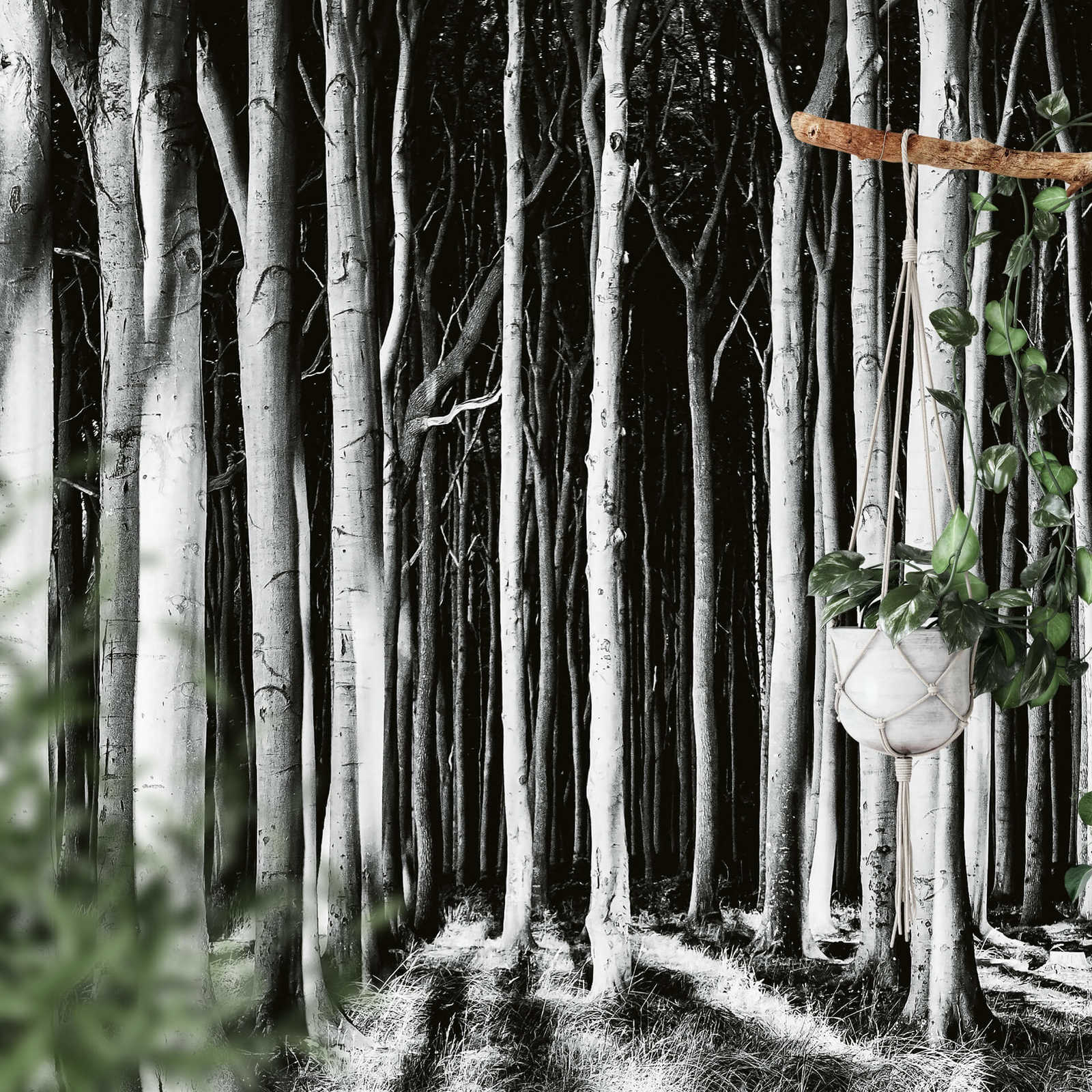             Papier peint Nature Forêt hantée - noir, blanc, gris
        