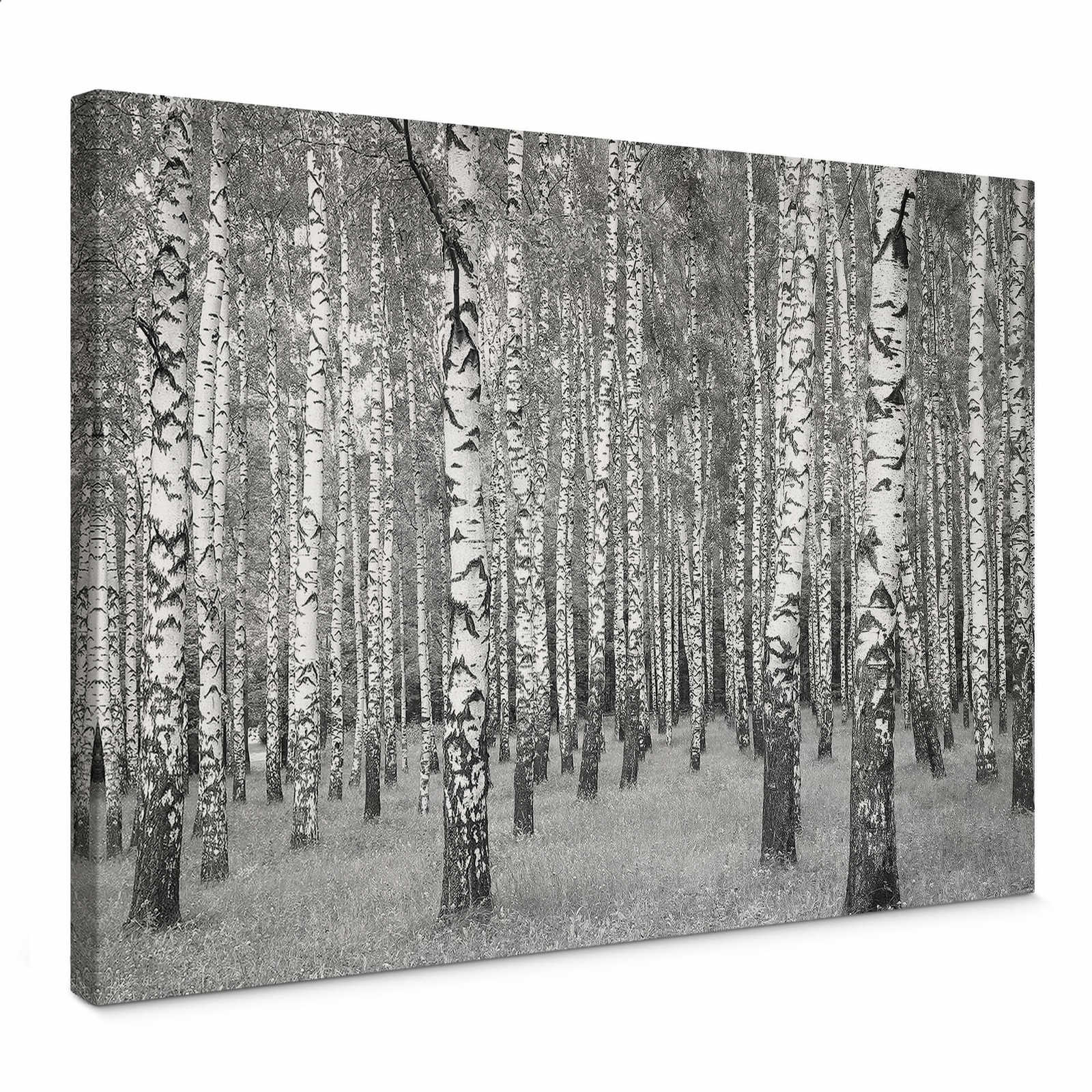        Birch forest canvas print black and white
    