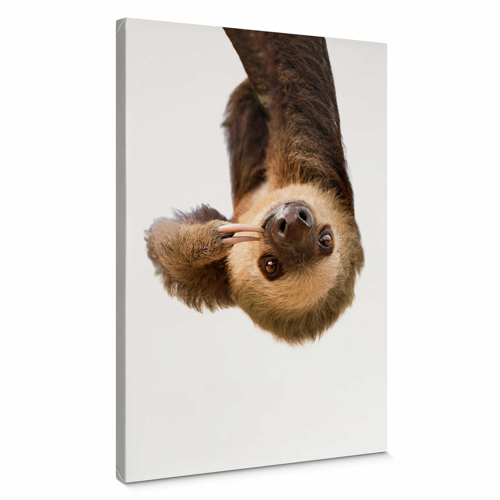         Canvas print sloth hanging upside down
    