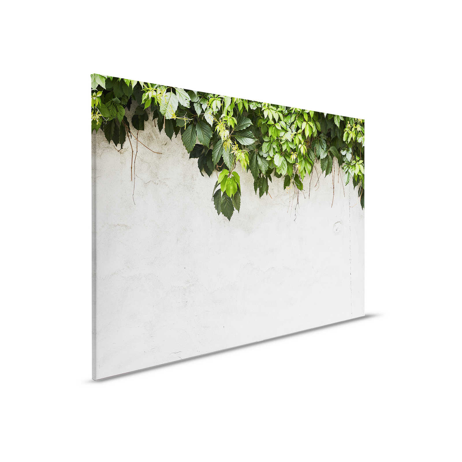         Canvas painting Leaves tendrils in front of concrete wall - 0,90 m x 0,60 m
    