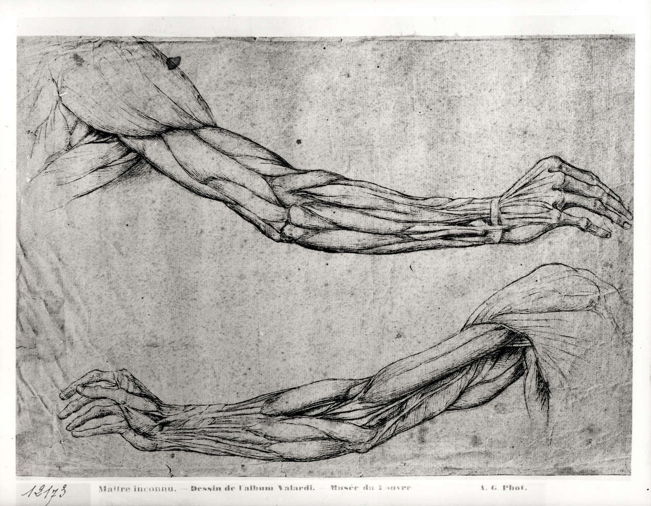             Papier peint "Étude des armes" de Léonard de Vinci
        