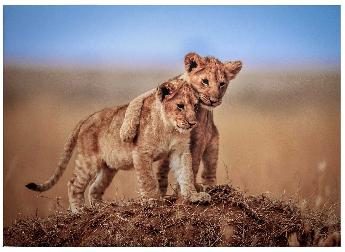             Tableau toile Lions enfants dans la nature - 0,70 m x 0,50 m
        