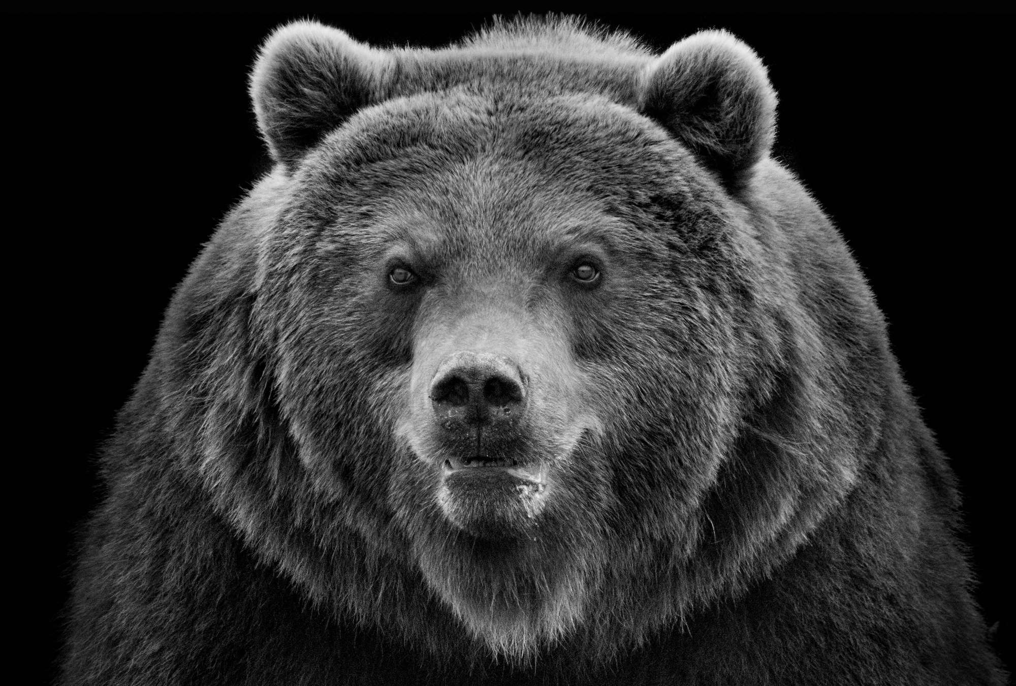            Muurschildering Sterke grizzlybeer tegen een zwarte achtergrond
        