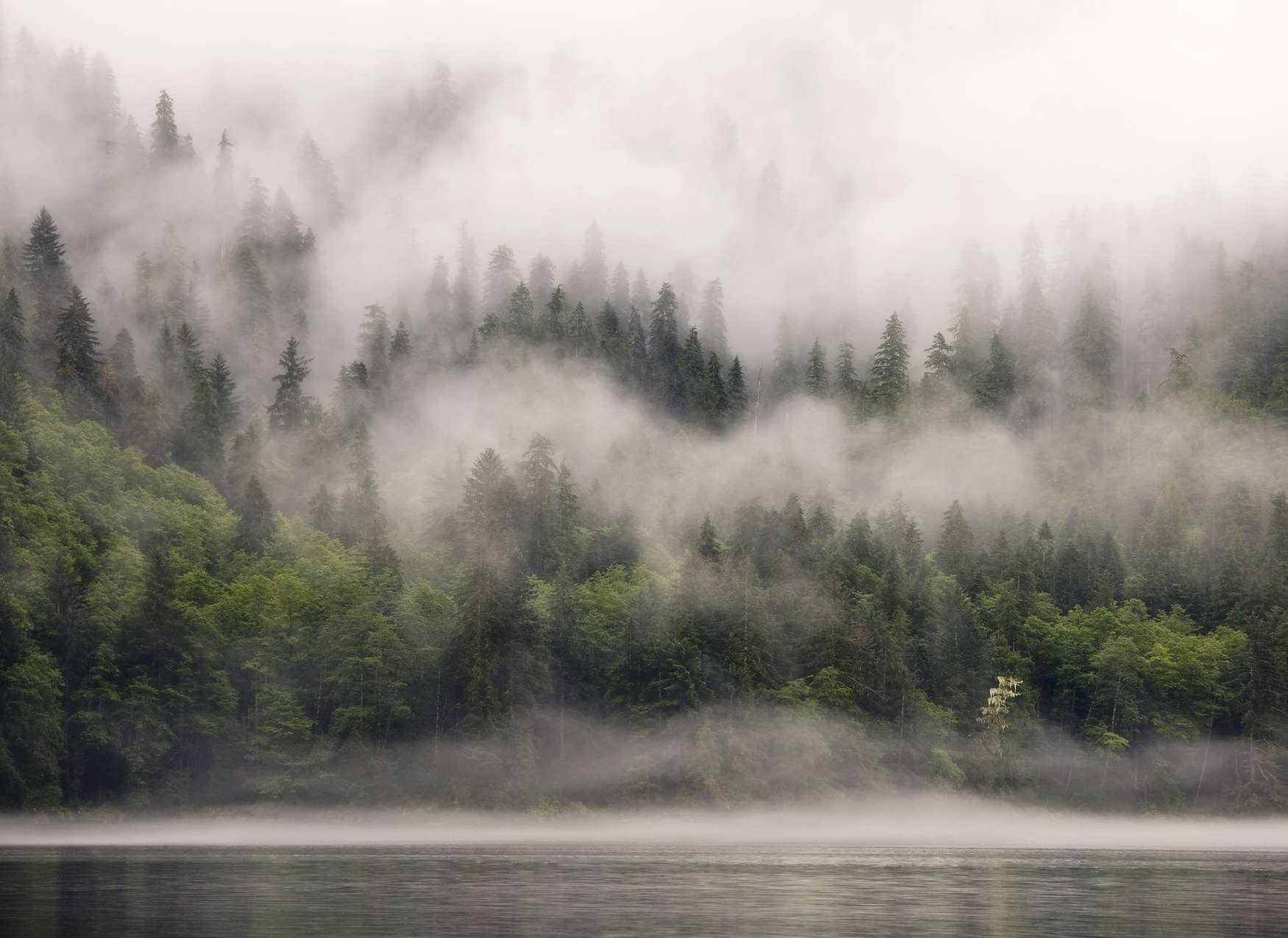             Papier peint panoramique forêt embrumée au bord d'un lac - vert, blanc, beige
        