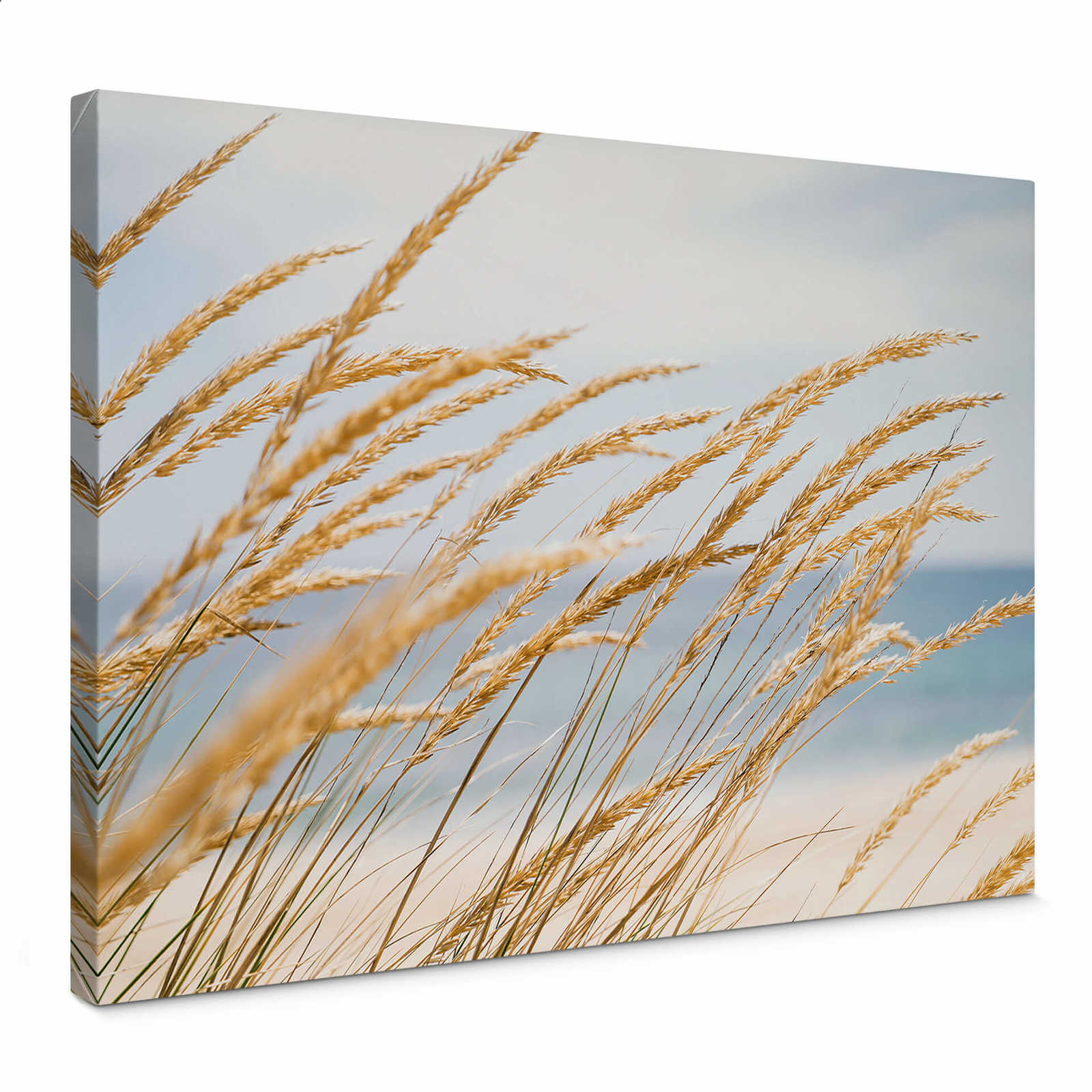         Canvas print dune grass on the beach – blue, beige
    