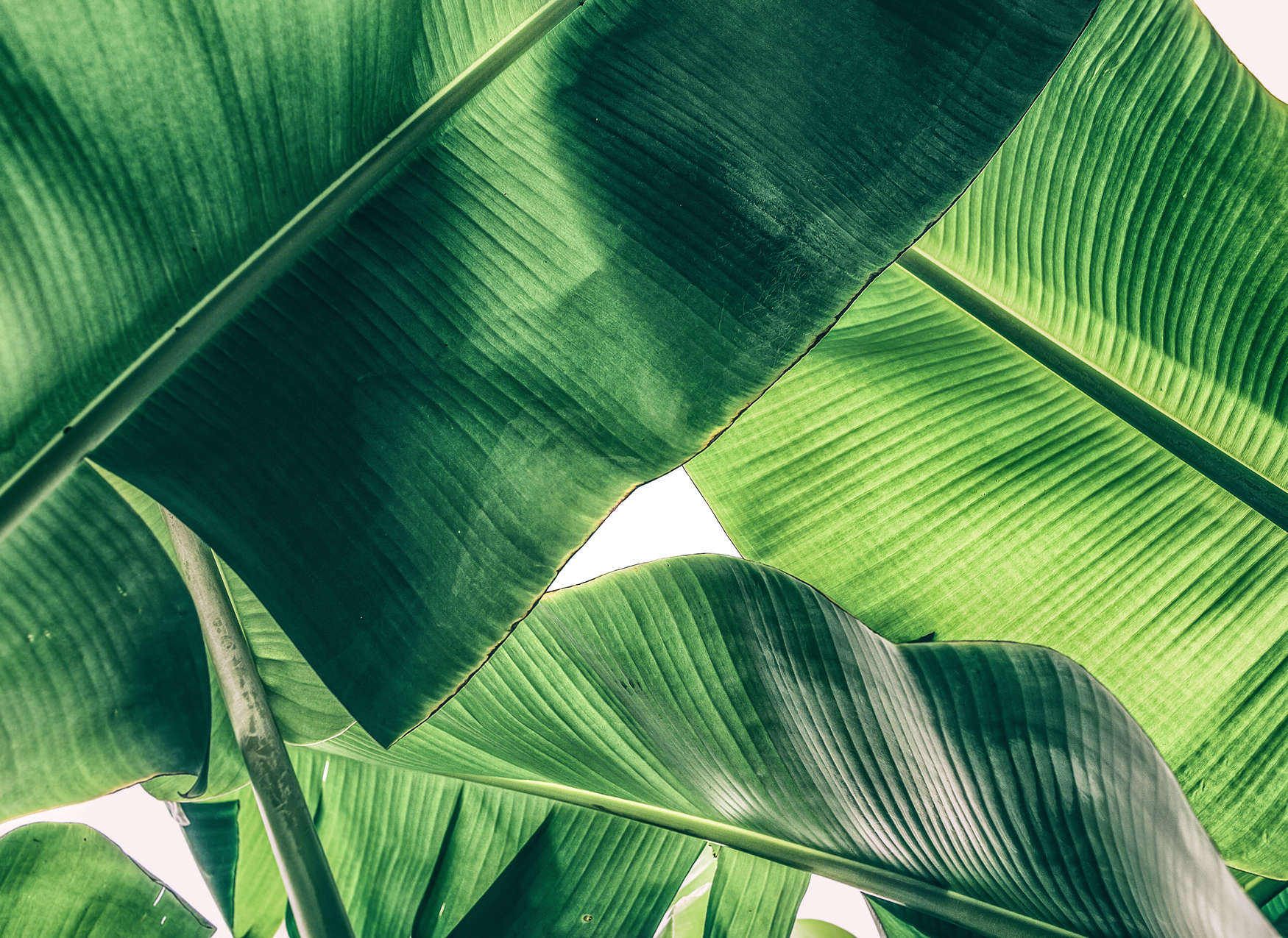             Detalle de las hojas tropicales Motivo del cuadro - Verde
        