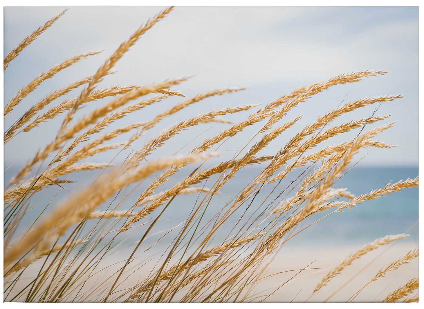             Canvas print dune grass on the beach – blue, beige
        