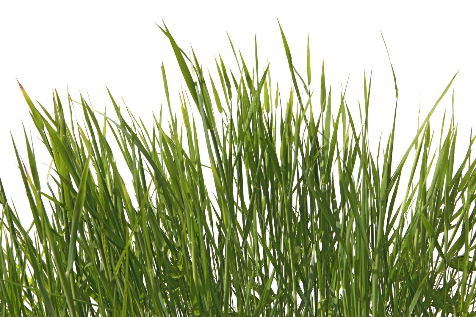             Canvas painting Grasses detail with white background - 0,90 m x 0,60 m
        