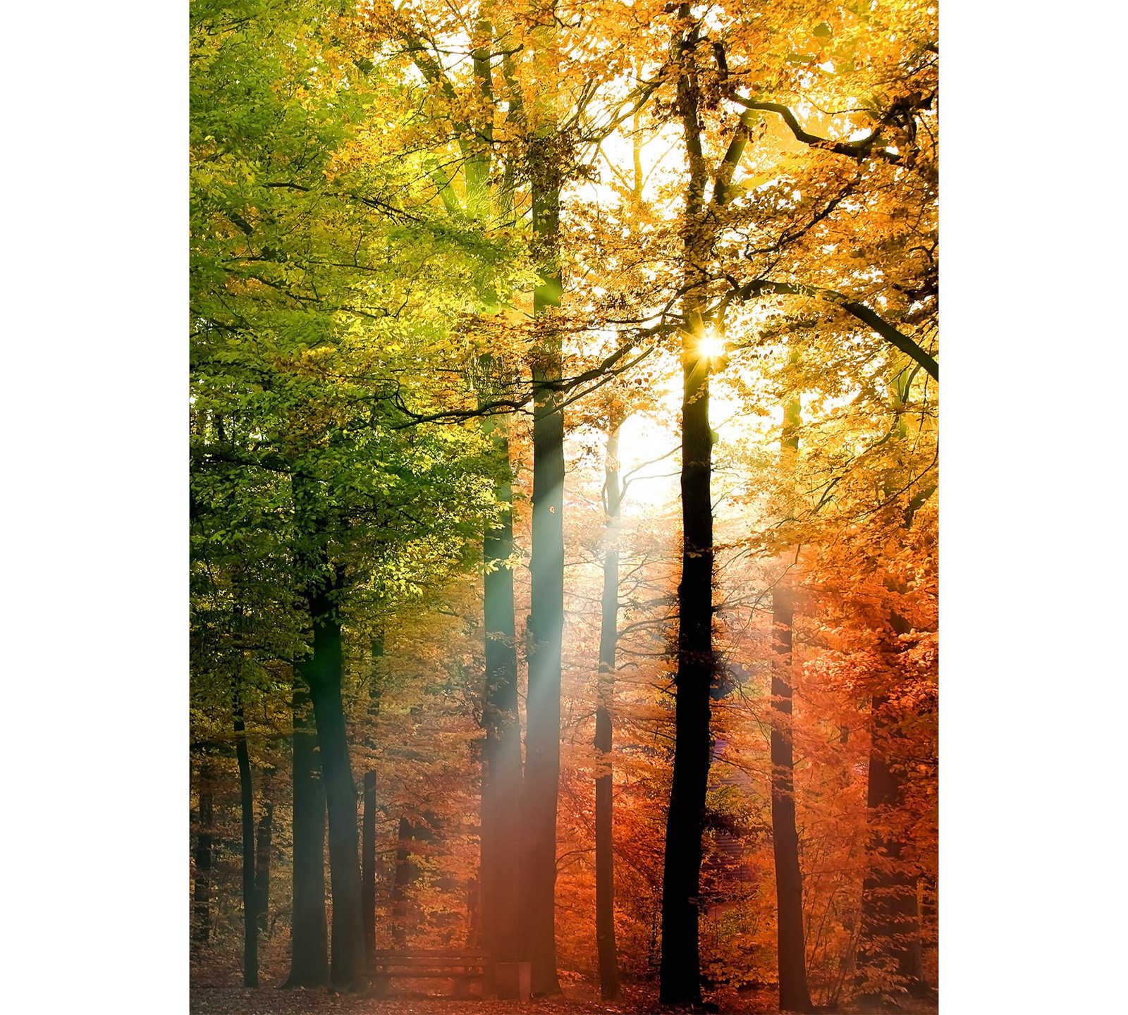 Photo wallpaper narrow sunshine in the forest
