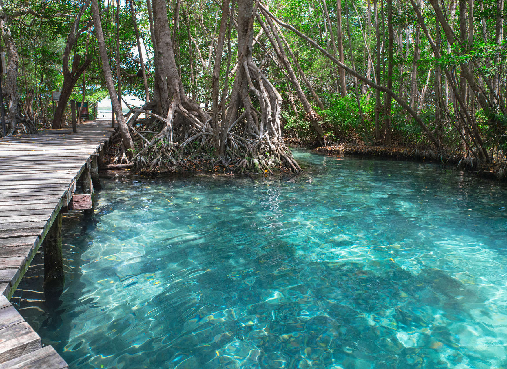             Wooden path across a lake in the jungle - blue, brown, green
        