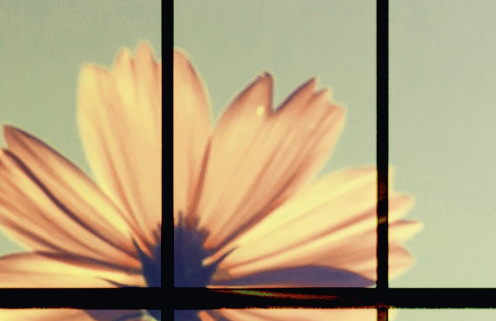             Meadow 2 - papier peint fenêtre à croisillons avec prairie fleurie - vert, rose | structure intissé
        