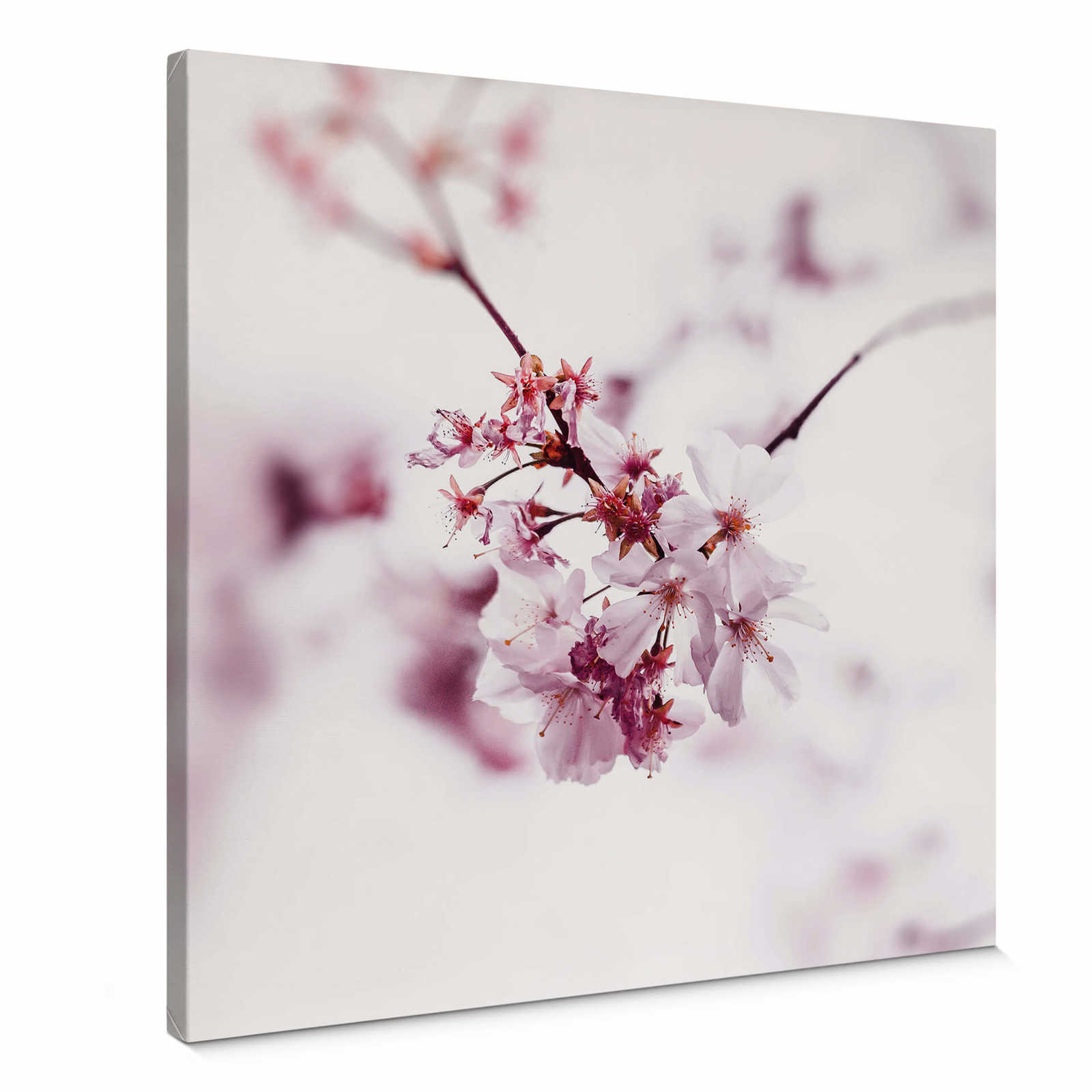         Cherry blossom on square canvas print – pink, white
    