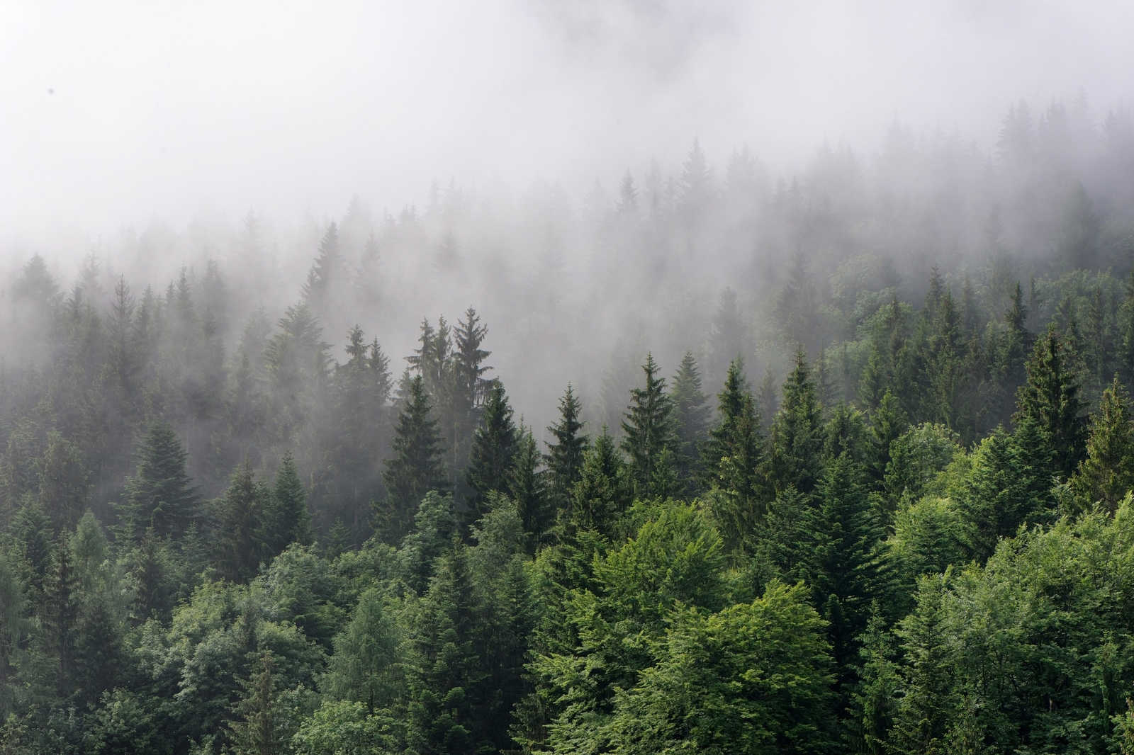             Canvas met bos van boven op een mistige dag - 0.90 m x 0.60 m
        