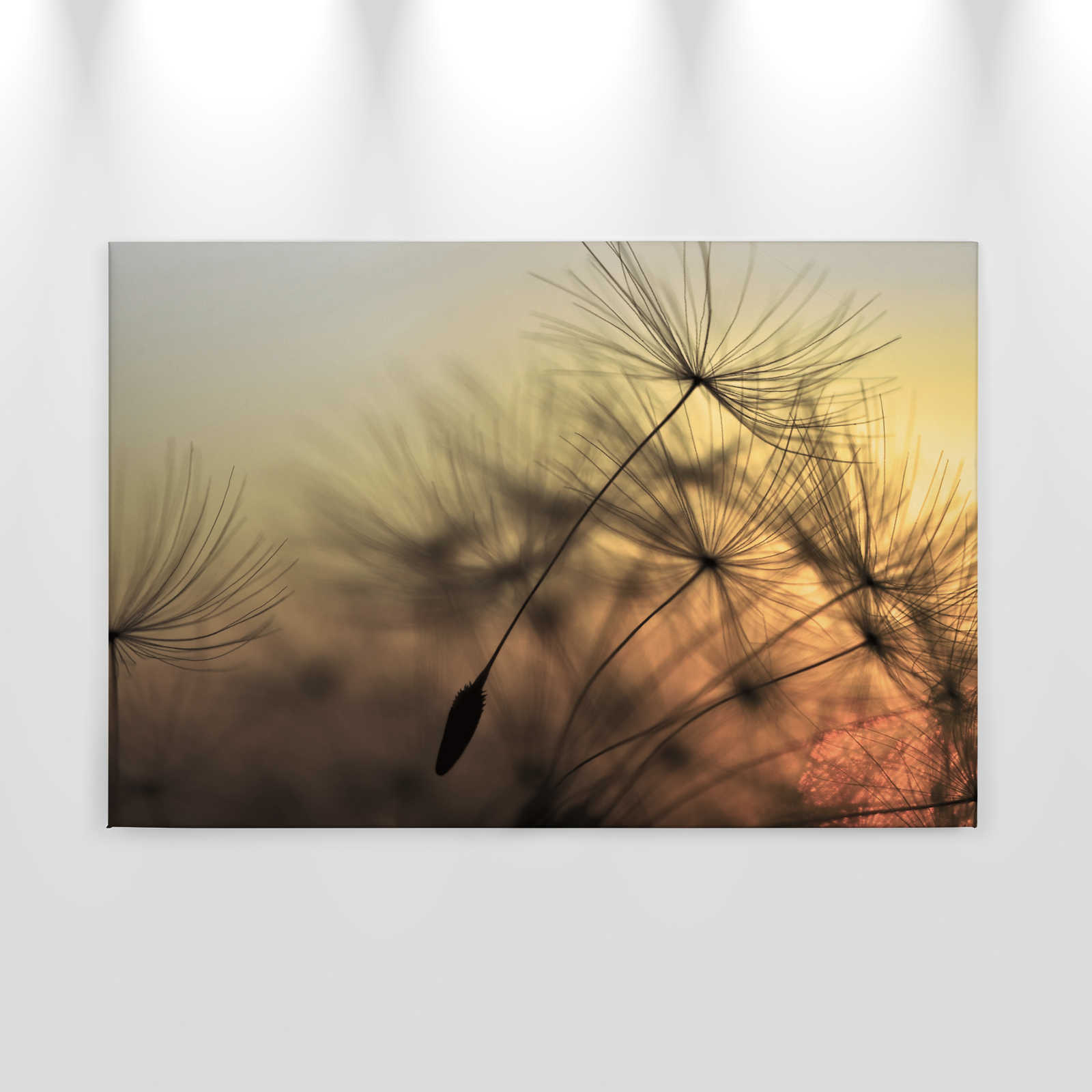             Canvas with flying dandelion in sunset - 0.90 m x 0.60 m
        