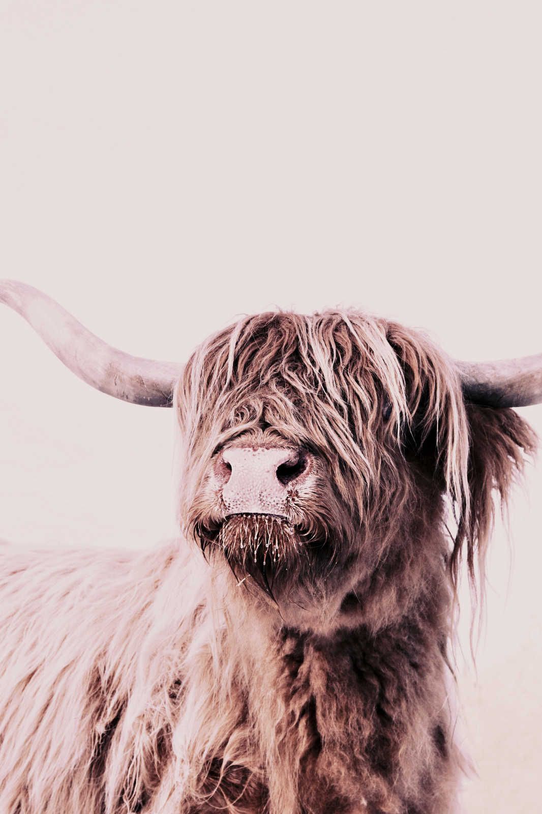             Canvas painting Highland Cattle Portrait in Sepia Style - 1,20 m x 0,80 m
        