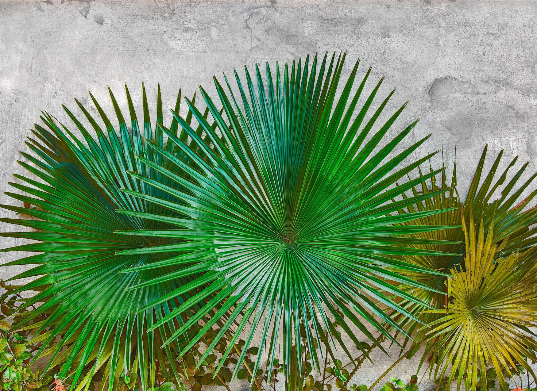             Fotomurali Foglie di agave davanti a muro di cemento - Verde, Grigio
        