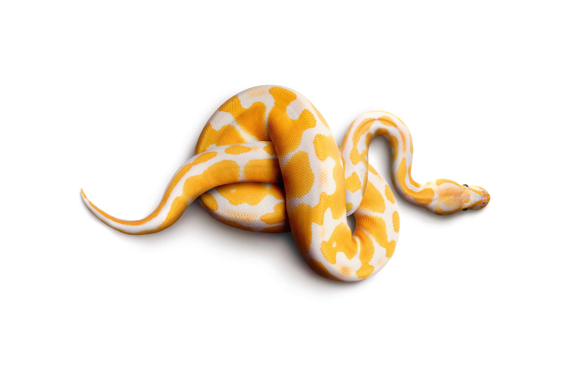             Pitone albino - foto sfondo serpente
        