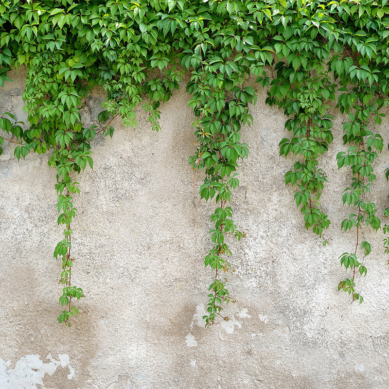         Concrete Wall with Leafy Tendrils - Green, Grey
    