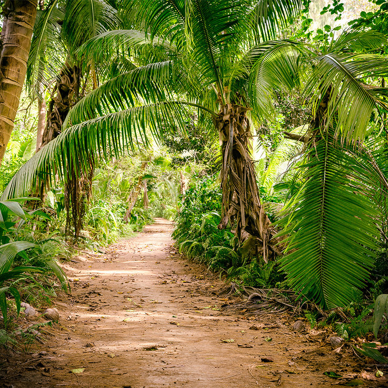         Palm Tree Trail through a Tropical Landscape - Green, Brown
    