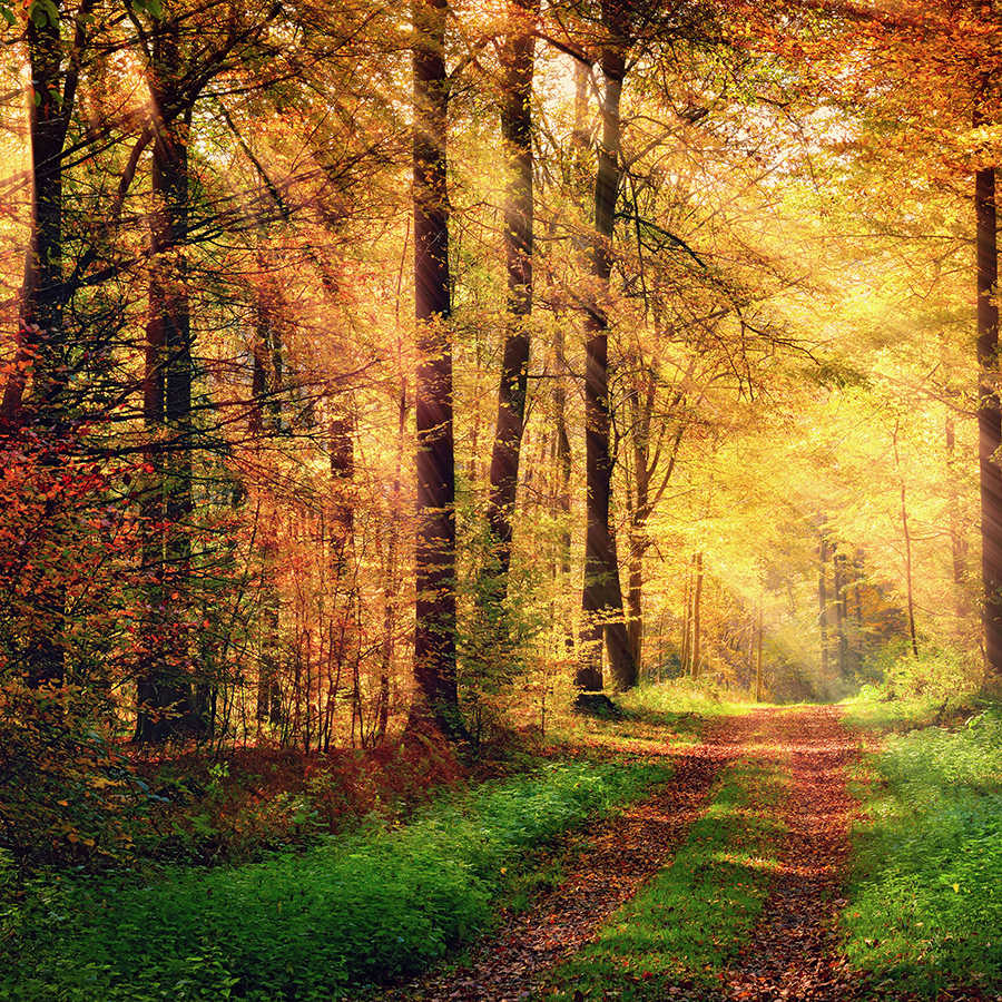 Papel pintado de la naturaleza camino del bosque en otoño sobre vellón liso nacarado
