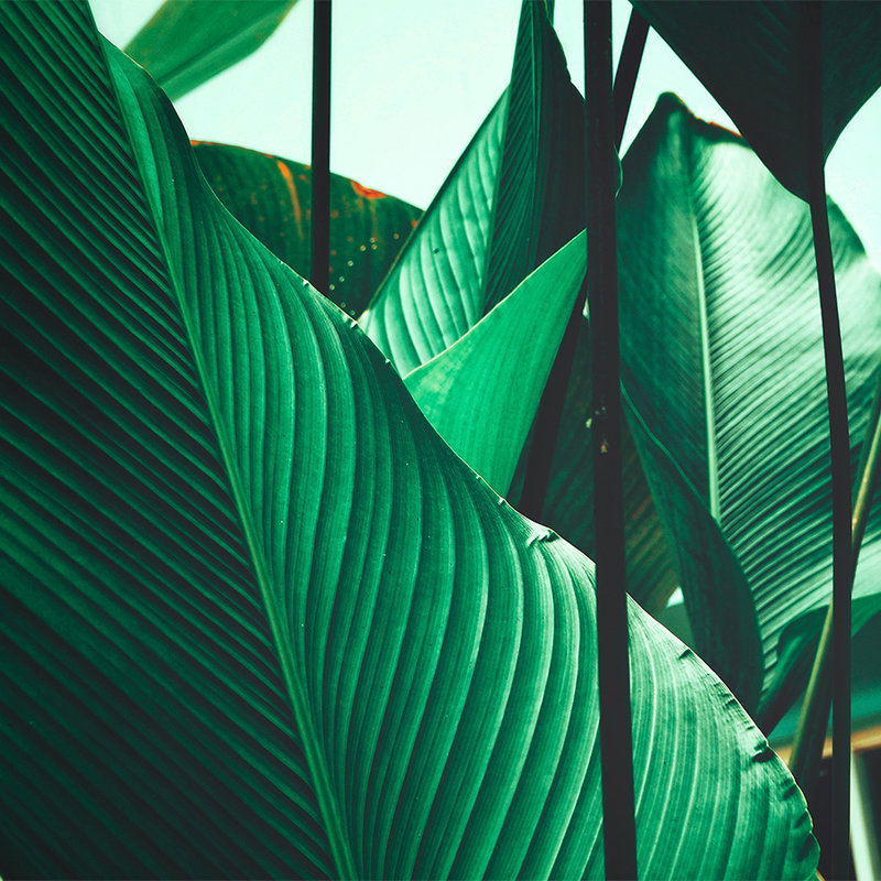 Carta da parati con foglie di palma e di banano - Verde, nero
