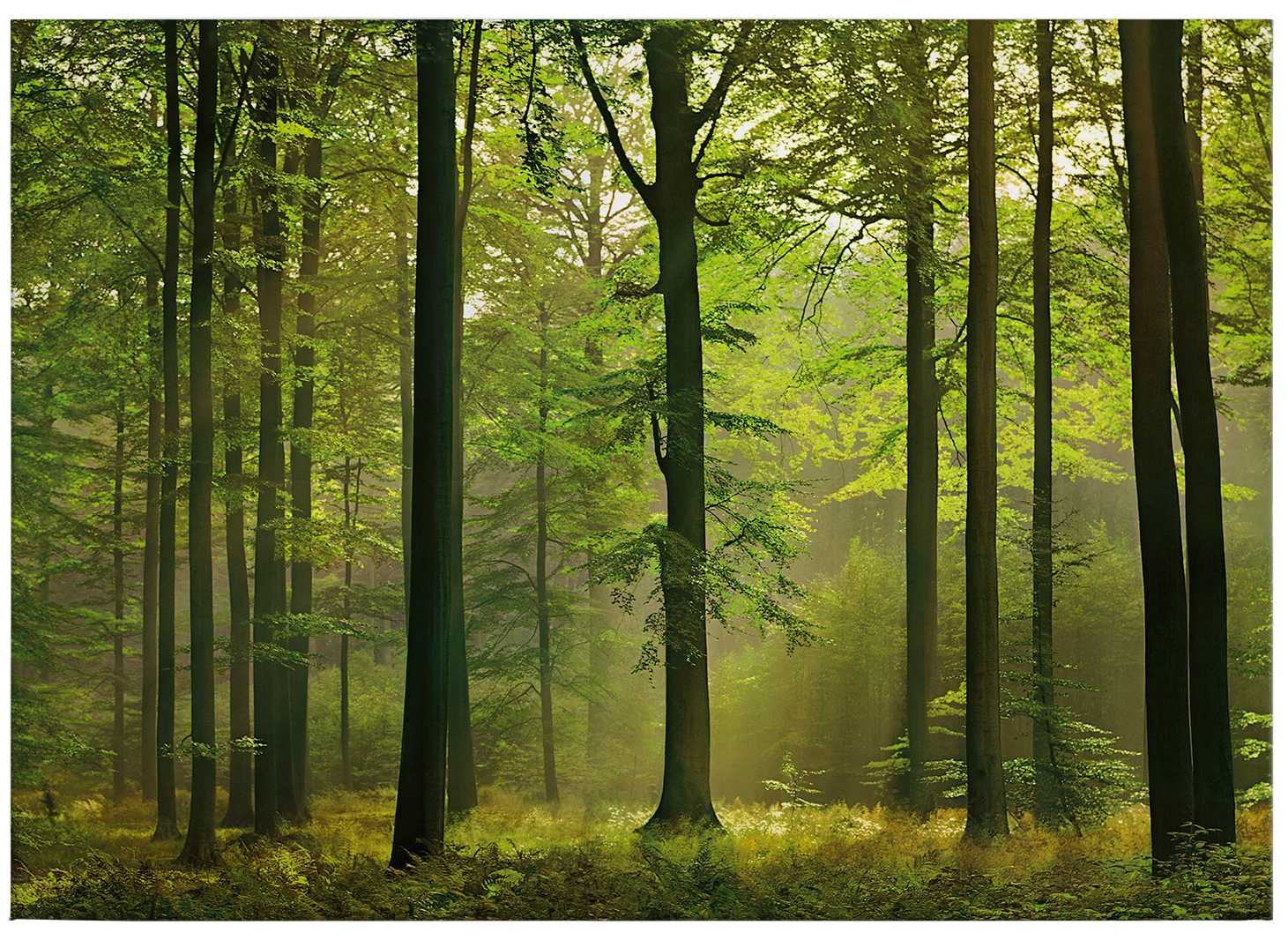             Quadro su tela Motivo foresta foglie d'autunno - 0,70 m x 0,50 m
        