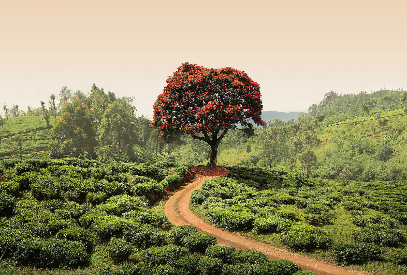         Photo wallpaper landscape in Sri Lanka - green, red, brown
    